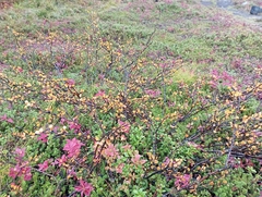 Empetrum nigrum