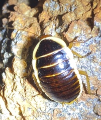 Polyzosteriinae