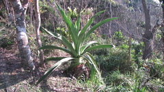 Doryanthes palmeri