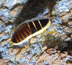 Polyzosteriinae