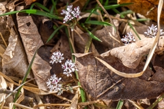 Erigenia bulbosa