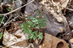 Erigenia bulbosa