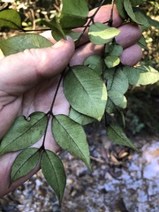 Backhousia myrtifolia