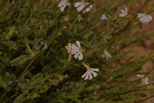 Scaevola hamiltonii, 2022-07-16