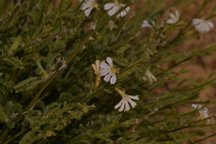 Scaevola hamiltonii