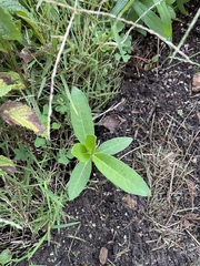 Asclepias syriaca