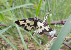 Lomaspilis marginata