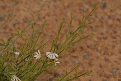 Scaevola hamiltonii