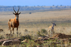 Damaliscus pygargus phillipsi