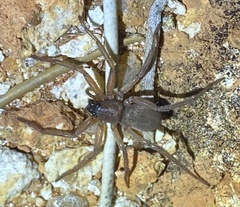 Trachycosmidae