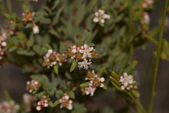 Monotaxis bracteata