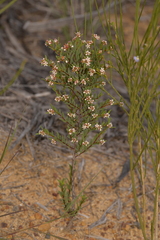 Monotaxis bracteata