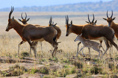 Damaliscus pygargus phillipsi