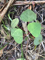 Homalanthus populifolius