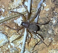 Trachycosmidae