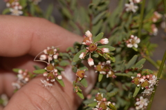 Monotaxis bracteata