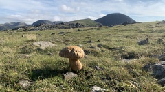 Boletus pinophilus