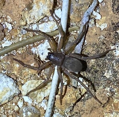 Trachycosmidae