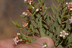 Monotaxis bracteata