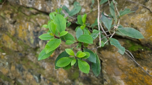Bearded Speedwell (Veronica senex)