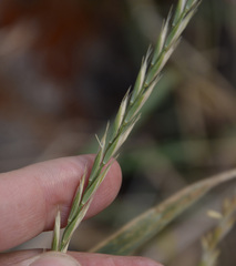 Elymus repens