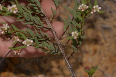 Monotaxis bracteata