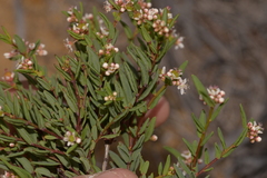 Monotaxis bracteata