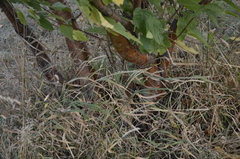 Elymus repens