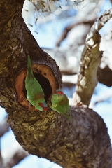 Glossopsitta concinna