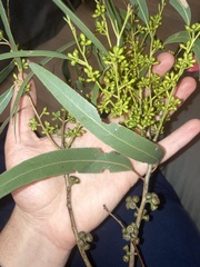 Eucalyptus nicholii
