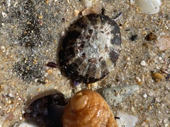 Cellana tramoserica