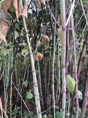 Reynoutria sachalinensis