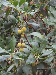 Arbutus unedo