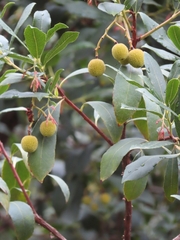 Arbutus unedo