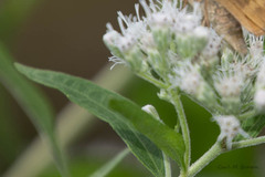 Eupatorium serotinum