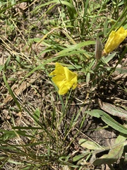 Oenothera elata