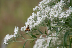 Eupatorium serotinum