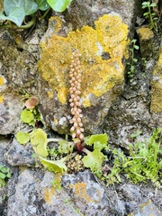 Umbilicus rupestris