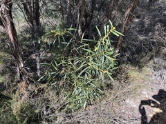 Acacia floribunda