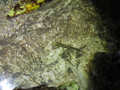 Onychodactylus koreanus