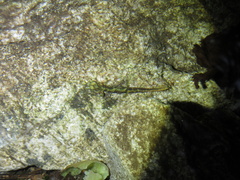 Onychodactylus koreanus
