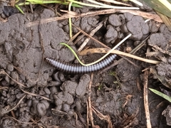 Cylindroiulus caeruleocinctus