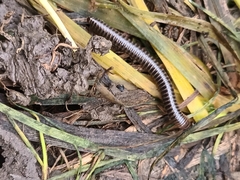 Cylindroiulus caeruleocinctus