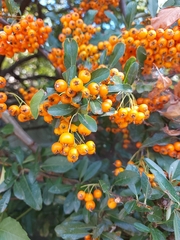 Pyracantha coccinea