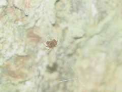 Parasteatoda merapiensis