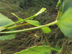 Phyllocnistis extrematrix