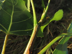 Phyllocnistis extrematrix