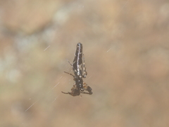 Cyclosa bifida