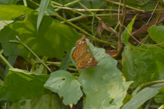 Pseudocoladenia