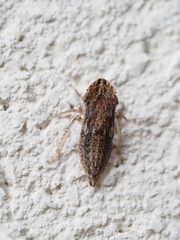 Stenocotini